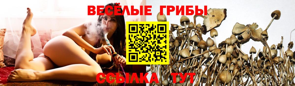 Пугачёв  Галлюциногенные грибы прущие грибы  Вход с VPN  Псилоцибиновые грибы Cubensis 