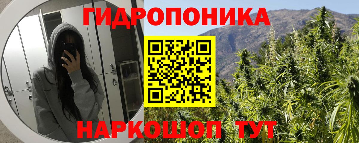 Каннабис планчик Пугачёв